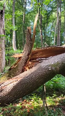 Where my wood comes from! #wood #lumber #woodworker #trees #makersoftiktok #makersgonnamake #makersmovement #cherrytree