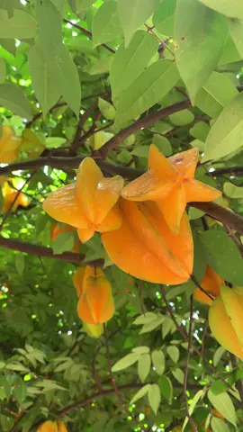 Me encontré un #arbolito de #carambolo #laestrellafrutal #pasodelaspalmas #muyhermoso #siguemeytesigo