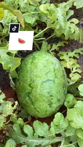 definitely still eating it though 🍉 #growyourownfood #gardentok #watermelon