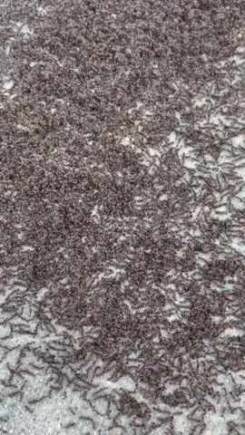 That’s a lot of ants 🐜 #hueyslife #ants
