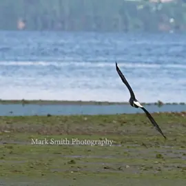 Ospreys are amazing birds but nothing beats the dance of the bald eagle. This is my favorite clip from my recent trip to the pnw