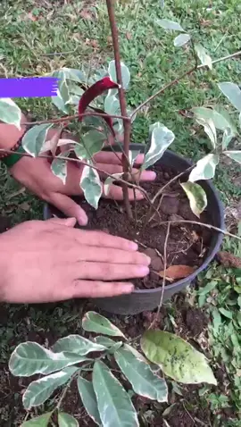 Tugas 5 