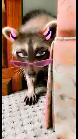 🤣🤣🤣 #snapchatfilter #raccoon #raccoonvibes #trashpanda #funnyraccoon #funnysnapchat #bradytheraccoon #raccoonlove #racoontok #bradytheraccoon #🦝