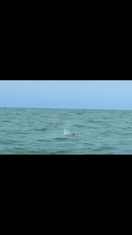 #pinkwhale #pinkwhales #whale #visit#ocean #sea