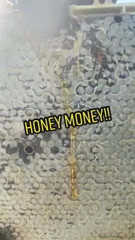 Just another day!!!! #savethebees #blackdieselgloves #honey #honeybee #viral #fyp #learn #homemade