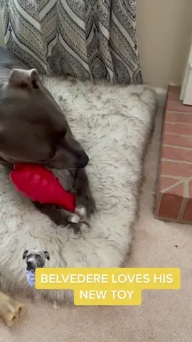 A new toy for Belvedere #dogsofttiktok #rescuedog #rescue #doggo #pitties #doglife #dog