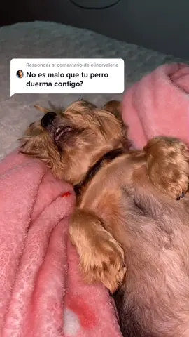 Responder a @elinorvaleria Dormir con sus mascotas 10/10