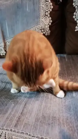 Cat behaved like a child#fyp #foryou #foryoupage #funny #cat #cute