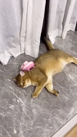 It's so happy#cute #foryoupage #cat #JDVaporMaxShuffle