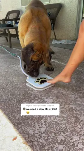 Reply to @kimberlywinnett #fyp #EatFreshRefresh #crazydog #bowsersworld #dogsoftiktok #mastiffs #adayinmylife #LifeIsGood