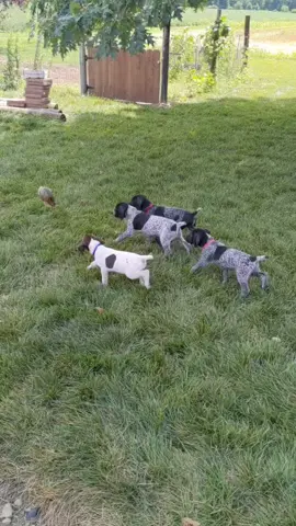 Bird dog training. Not too bad for 7 weeks old. #germanshorthairedpointer #gsp #birddog #huntingdoglife #country #intothethickofit