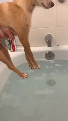 #cutedogsonly