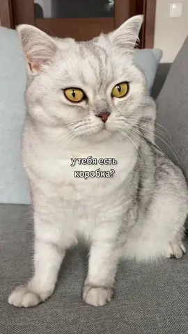 А что бы вы выбрали? 😺 Котики: @nedzvedskaya и мой #лучшийпитомец