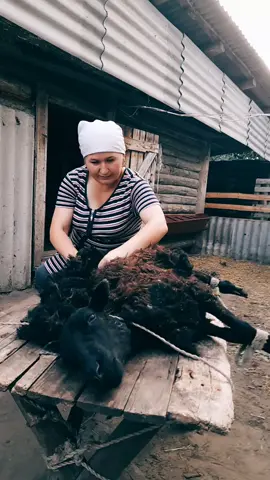 готовим барашек к зиме🐏