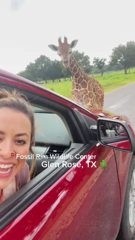 If you haven’t been to @fossilrim you need to make a road trip! Beautiful animals 🦓🦒 #safari #glenrosetexas #wildlife #roadtrip #texascheck