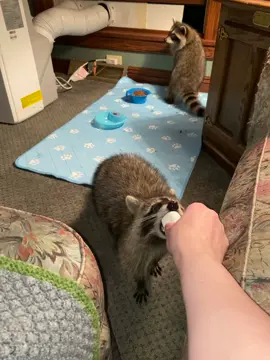 🦝🦝 #SnackTime #midnightsnack #raccoons #trashpandas #burglars #racoonsoftiktok #funnyraccoons #cuteracoon #🦝 #fypシ #windowchallenge
