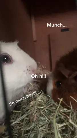 #guineapigsoftiktok #guineapigs #guineapig #petsontiktok #guineapig #teatime #foodtiktok #petlife