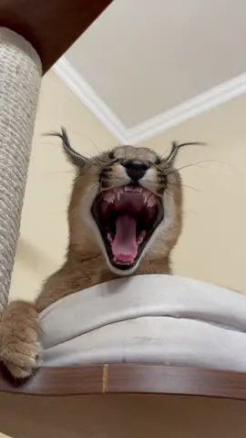 🥱💤#caracal #каракал #floppa #cutecats #bigcat #catlovers #котэ #yawn #funnycat #котик #catsoftiktok