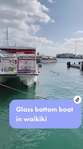 Glass bottom boat adventures in Waikiki ✨🐬🐠 #glassbottomboat #hawaii #oahu #collegegraduate #drinks  #truely @remijei