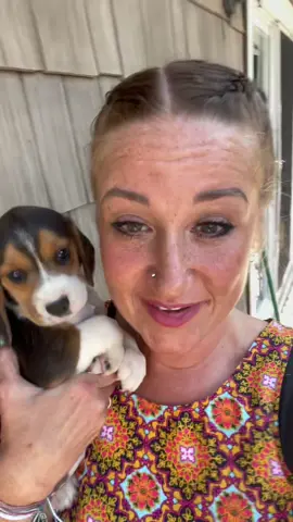 7 weeks old tomorrow #beaglepuppy #7weeksold #beagle #Vlog