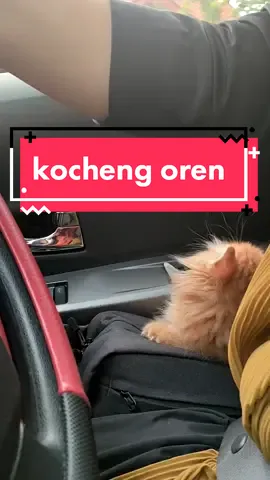 jalan jalan sama lord kocheng #SuperGoyangShopee #masukberanda #kucing #kucingoren #kucinglucu #fypシ゚viral