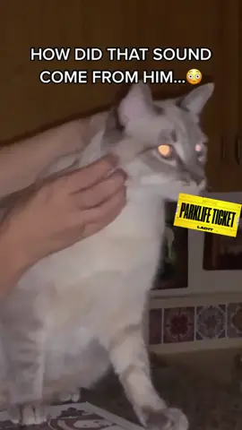 The way they all went silent...🤣😂 (🎥 @mollivegarden) #ladbible #fyp #foryou #catsoftiktok #catnoise #weirdcat