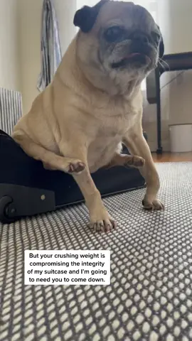 he’s coming on the trip. he always comes on the trip! #pug #pugsoftiktok #noodletok #sirpleasecomedown #foryou #humor #seniordog
