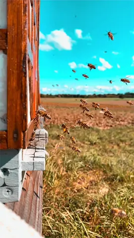 SLO-Mo bees 🐝☺️✌🏼 #savethebees #nature #fypシ #foryou #viral #honey #slomo #video #bees
