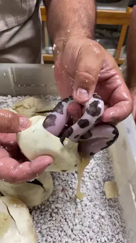 Don’t see snakes like this hatch everyday 😱 #reptile #snake #hatching