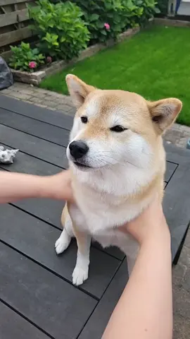 #waitforit #dog #shibainu #shiba #doge #fyp #windows
