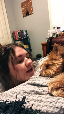he’s in energy saving mode #ChewyChattyPets #dog #pet #fyp #trend #trending #viral #yorkie #dogsofttiktok #besties  #foru #foryoupage
