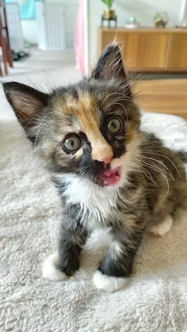 ⭐️SHELLY⭐️ #shellythekitten