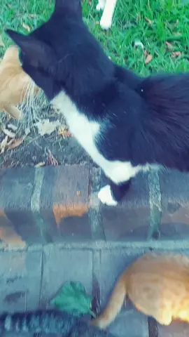 😊😊😊😍😍🐈🐈