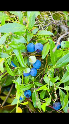 Wild blueberry picking with my sons 🫐 ❤️ #newfoundland #berryseason #summer21