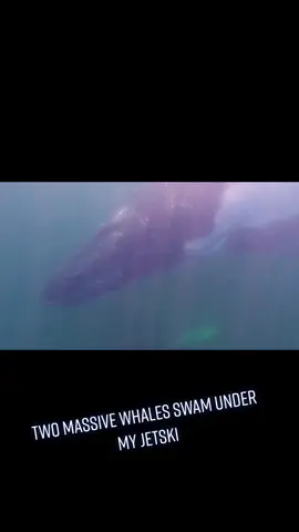Whales swim straight under me 😳😳#whalewatching #whale #humpbackwhale #ocean #sea #southaustralia #crazy #amazing #seadoo