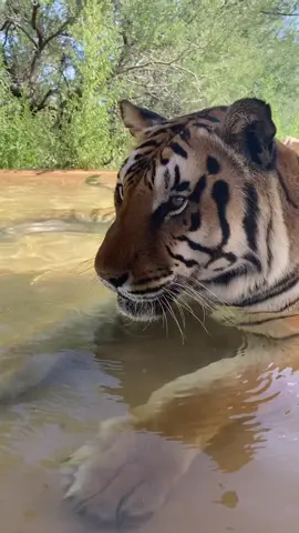 Come on in, the waters fine 🐅 #boburnham #alleyesonme #zion #swim #ChewyChattyPets