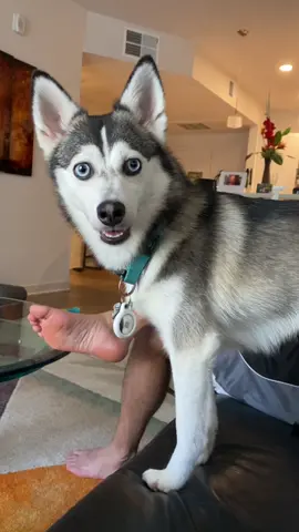 The way she gasped at the word treat 😂😂😂 #waitforit #fyp #dogs #funnydog