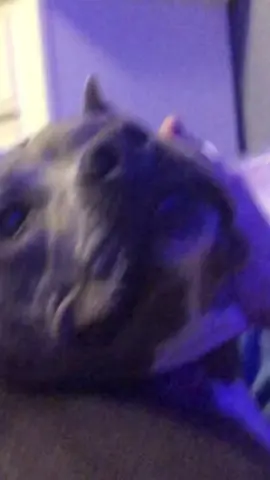 she’s smiling for u guys #pitpull #foryoupage #doggo #fyp