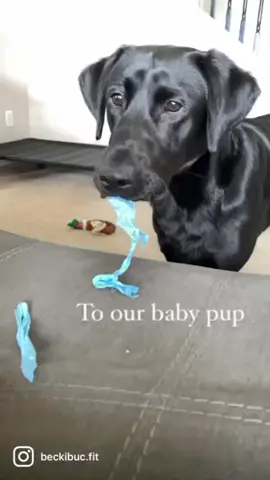 Happy Pup Day…