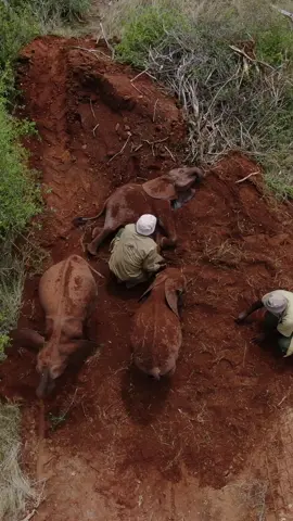 Giving orphaned baby #elephants the love, care, & protection they need. When grown, they’ll integrate into Kenya’s wild herds #animalrescue #animals