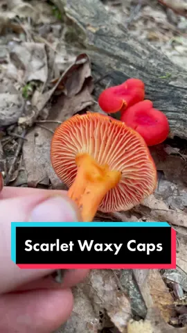 Scarlet Waxy Caps! #mushroomidentification #mushroomedu #waxycaps #Hygrocybe #swifttok #HPRadicalReuse
