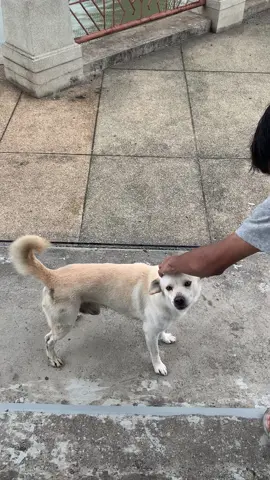 หำหมา