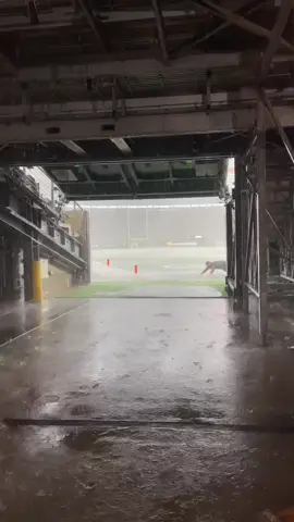 Wait for it… You won’t regret it. #eagles #flyeaglesfly #rain #waitforit