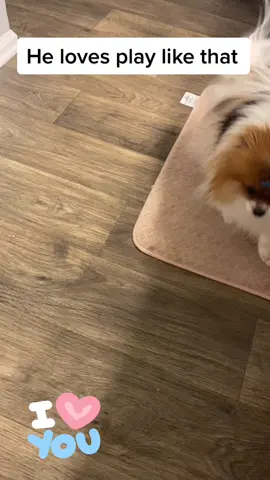 He doesn’t bite lol #fy #fypシ #foryoupage #pet #dog #pomeranian #playtime