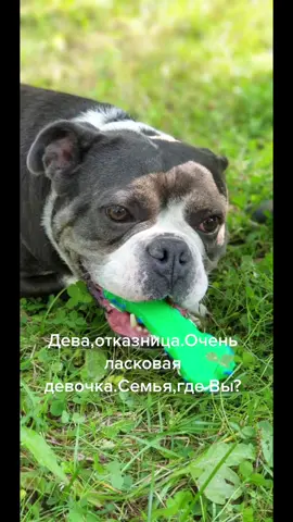 #help_bulldog#группапомощианглийскимбульдогам#отказники#английскиебульдогивбеде#помогатьпросто#englishbulldog#присоединяйся