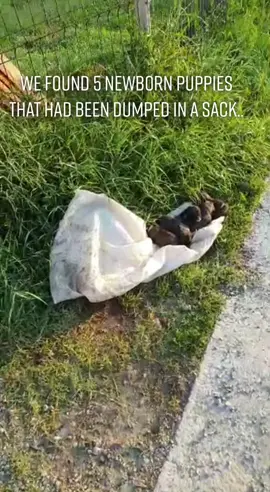 Who could do this? Dump newborn puppies? #newbornpuppies #dumped #dogrescue #puppyrescue #bottlefeeding #sadiesstraydogrescue #foryoupage #fy