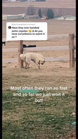 Reply to @saigeropia #coyote #battle #fight #livestockguardiandog #anatolianshepherd