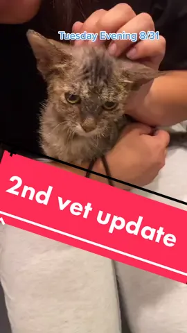 Reply to @invisiblearies look how far she’s come. What a strong girl ! Also, why is choosing a name so hard?. #feelingbetter #loveheals #kitten #meow