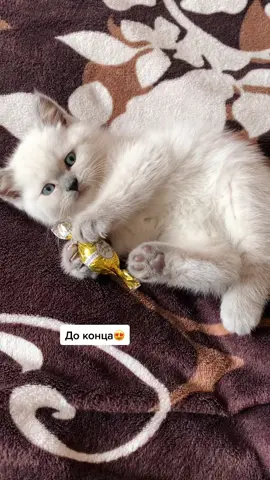 Не заметила как он вырос 😿 #котик #cat #лучшийпитомец