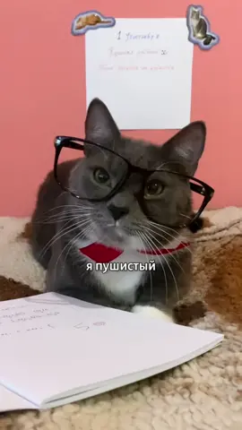 Как вам новый учитель? 😸